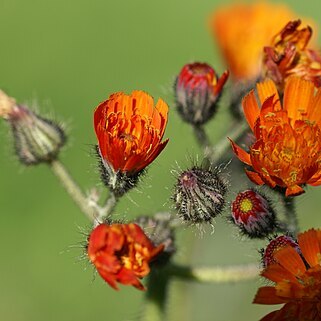 Hieracium kirghisorum unspecified picture
