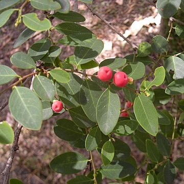 Breynia oblongifolia unspecified picture