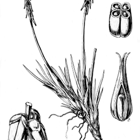 Tetroncium unspecified picture