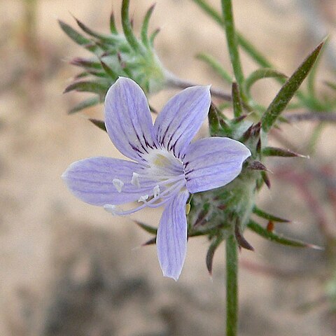 Eriastrum eremicum unspecified picture