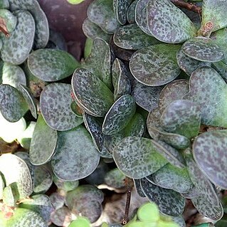 Adromischus maculatus unspecified picture