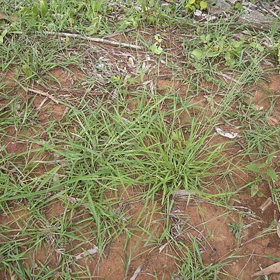 Eriochloa unspecified picture