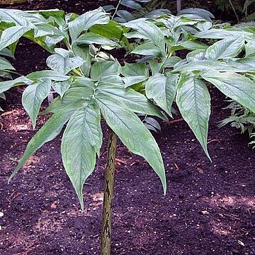 Amorphophallus kiusianus unspecified picture