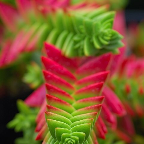 Crassula unspecified picture
