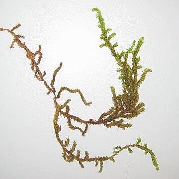 Scorpidium unspecified picture