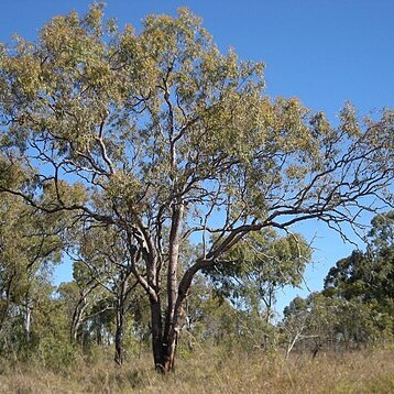 Corymbia erythrophloia unspecified picture