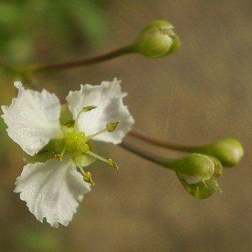 Caldesia parnassifolia unspecified picture