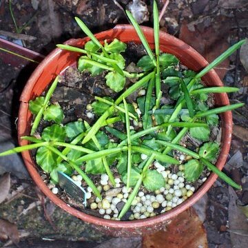 Atractocarpus unspecified picture