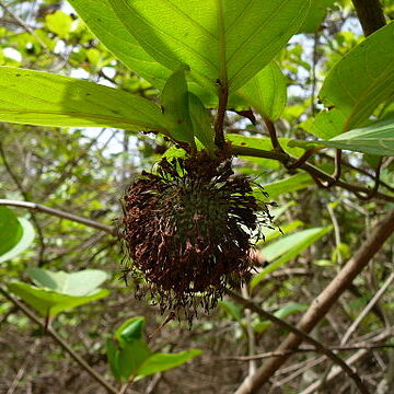 Sarcocephalus unspecified picture