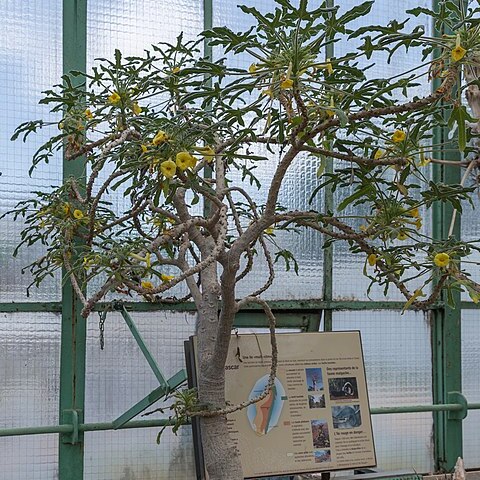 Uncarina roeoesliana unspecified picture
