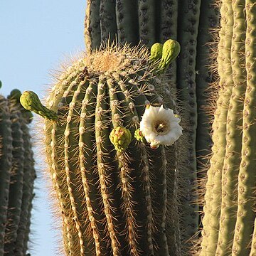 Carnegiea unspecified picture