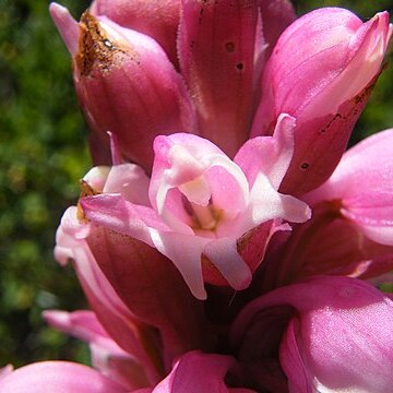 Satyrium carneum unspecified picture