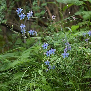 Delphinium denudatum unspecified picture