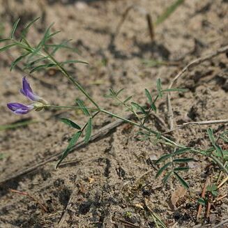 Astragalus arenarius unspecified picture