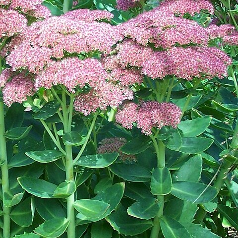 Hylotelephium unspecified picture