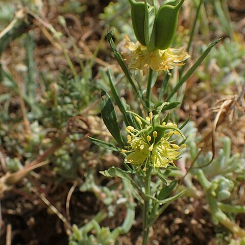 Nigella oxypetala unspecified picture