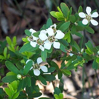 Leptospermum grandifolium unspecified picture