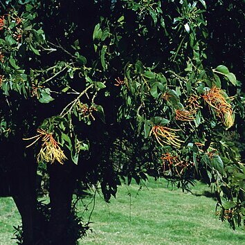 Psittacanthus schiedeanus unspecified picture