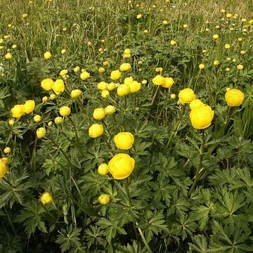 Trollius unspecified picture