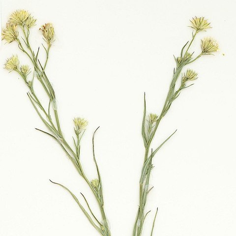 Symphyotrichum potosinum unspecified picture