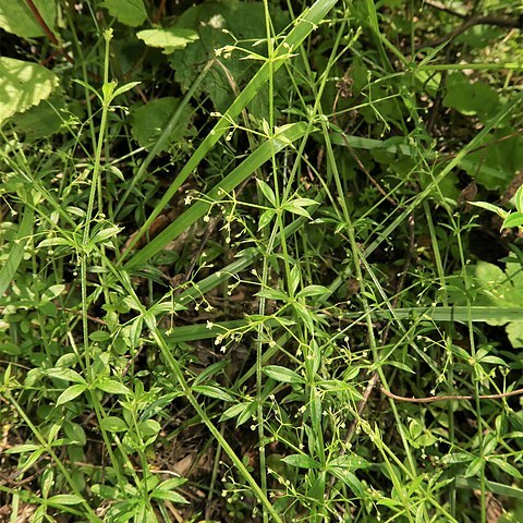 Galium pseudoasprellum unspecified picture