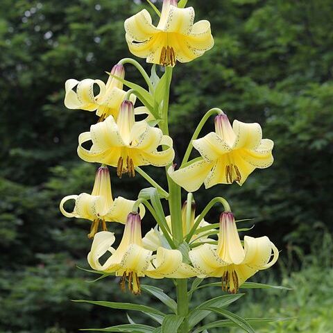 Lilium kesselringianum unspecified picture