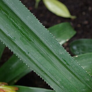 Pandanus spathulatus unspecified picture