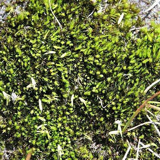 Campylopus subulatus unspecified picture