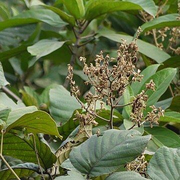 Spatholobus parviflorus unspecified picture