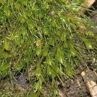 Pleuridium subulatum unspecified picture