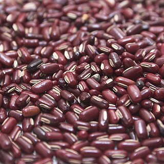 Vigna umbellata unspecified picture