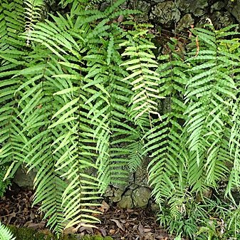 Goniophlebium subauriculatum unspecified picture