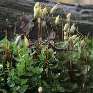 Rhizomnium unspecified picture