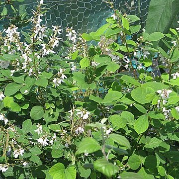 Desmodium album unspecified picture