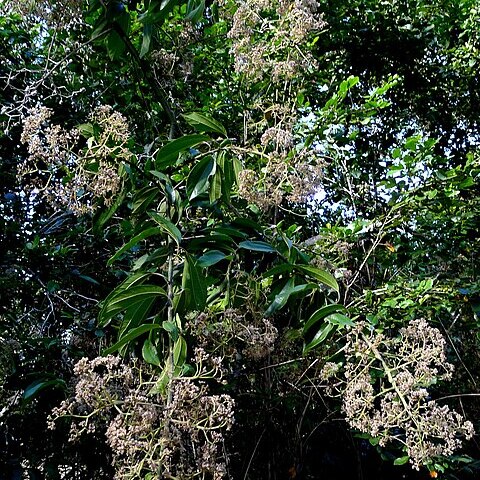 Sparattanthelium botocudorum unspecified picture