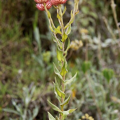 Helichrysum ellipticifolium unspecified picture