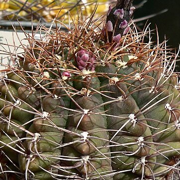 Gymnocalycium paraguayense unspecified picture