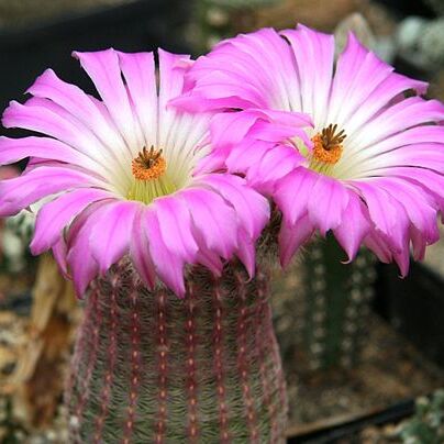 Echinocereus unspecified picture