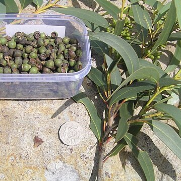 Eucalyptus langleyi unspecified picture