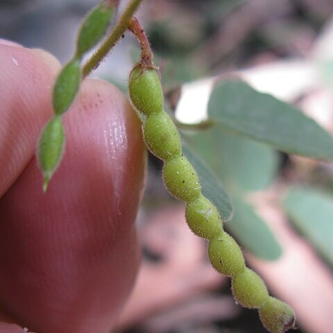 Desmodium rhytidophyllum unspecified picture