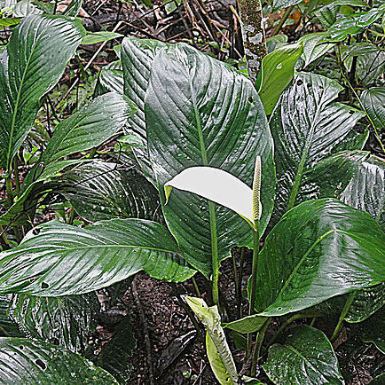 Spathiphyllum cannifolium unspecified picture