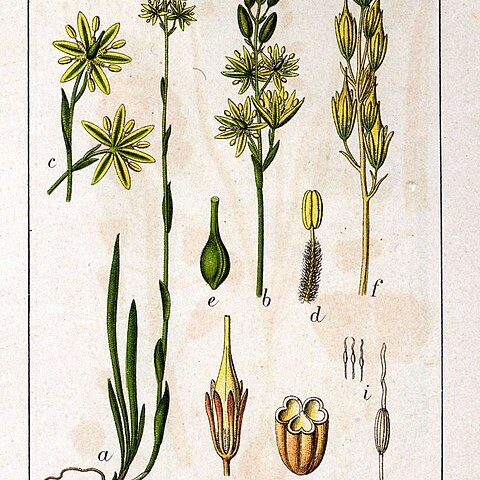 Nartheciaceae unspecified picture