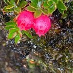 Myrteola nummularia fruit picture by Fabien Anthelme (cc-by-sa)