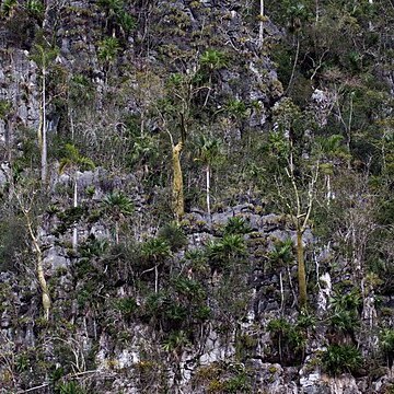 Pachira cubensis unspecified picture