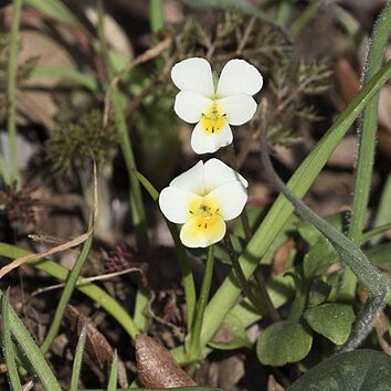 Viola modesta unspecified picture