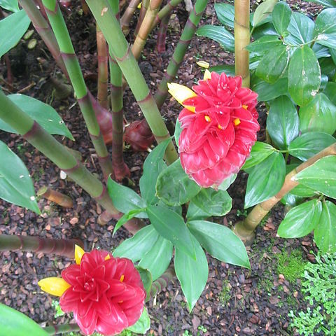 Costus tappenbeckianus unspecified picture
