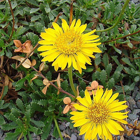 Haplopappus chrysanthemifolius unspecified picture