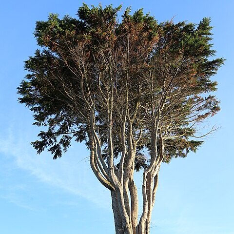 Cupressus macrocarpa unspecified picture