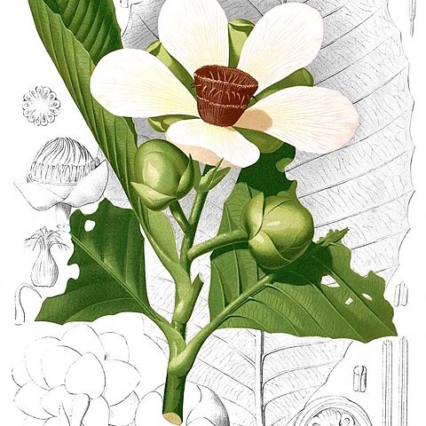 Dillenia reifferscheidia unspecified picture