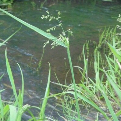 Torreyochloa unspecified picture
